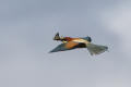Bee-eater