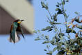 Bee-eater