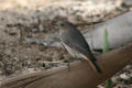 Black Redstart