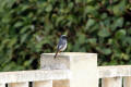 Black Redstart