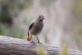 Black Redstart