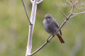 Black Redstart