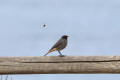 Black Redstart