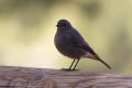 Black Redstart