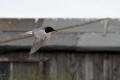 Black Tern