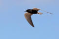 Black Tern