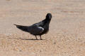 Black Tern