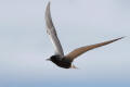 Black Tern