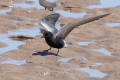 Black Tern