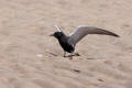 Black Tern