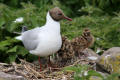 Black-headed Gull