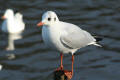 Black-headed Gull