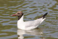 Black-headed Gull