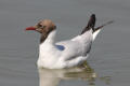 Black-headed Gull