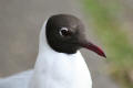 Black-headed Gull