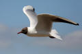 Black-headed Gull