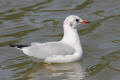 Black-headed Gull