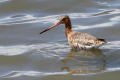 ack-tailed Godwit