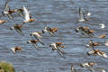 Black-tailed Godwit