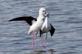 Black-winged Stilt