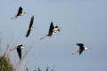 Black-winged Stilt