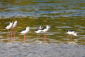 Black-winged Stilt