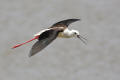 Black-winged Stilt