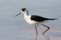 Black-winged Stilt