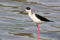 Black-winged Stilt