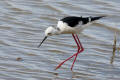 Black-winged Stilt