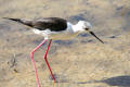 Black-winged Stilt