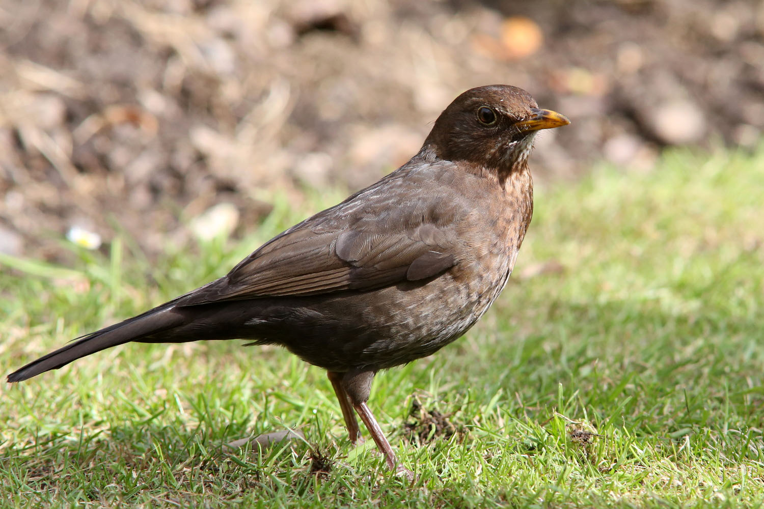 Photos And Videos Of Common British Birds To Aid Identification