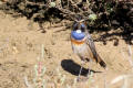 Bluethroat