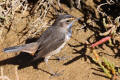 Bluethroat