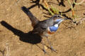 Bluethroat