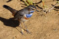 Bluethroat