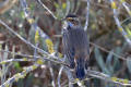 Bluethroat