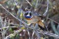 Bluethroat