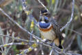 Bluethroat