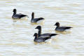 Brent Goose