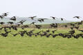 Brent Goose