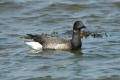 Brent Goose