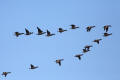 Brent Goose