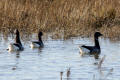 Brent Goose