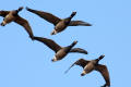 Brent Goose