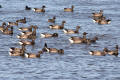 Brent Goose