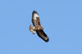 Buzzard