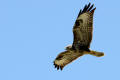 Buzzard