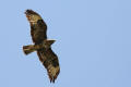 Buzzard