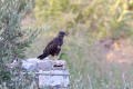 Buzzard